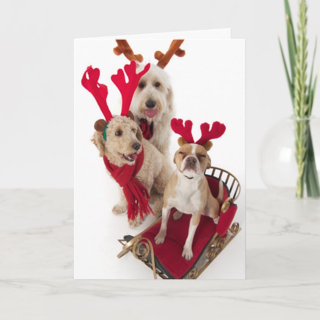 Three puppy dogs sitting at Christmas time Holiday Card (Front)