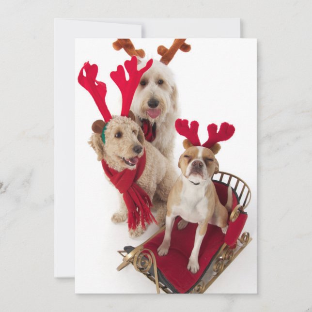 Three puppy dogs sitting at Christmas time Holiday Card (Front)
