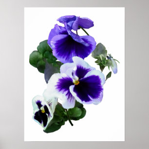 Three Purple Pansies in a Row Poster