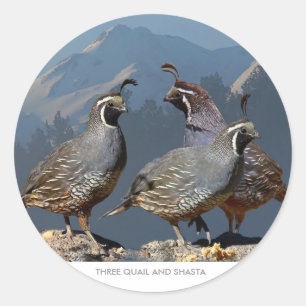 THREE QUAIL AND SHASTA CLASSIC ROUND STICKER
