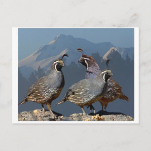 THREE QUAIL AND SHASTA POSTCARD