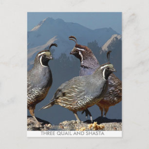 THREE QUAIL AND SHASTA POSTCARD