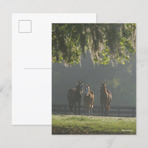 Three Quarter Horses Standing in the Mist Postcard