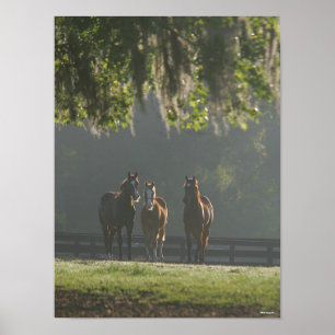 Three Quarter Horses Standing in the Mist Poster