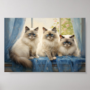 Three Ragdoll cats Poster