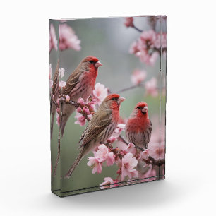 Three Red Finches On Blossom Tree,  Photo Block