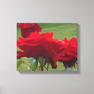 THREE RED ROSES  CANVAS PRINT