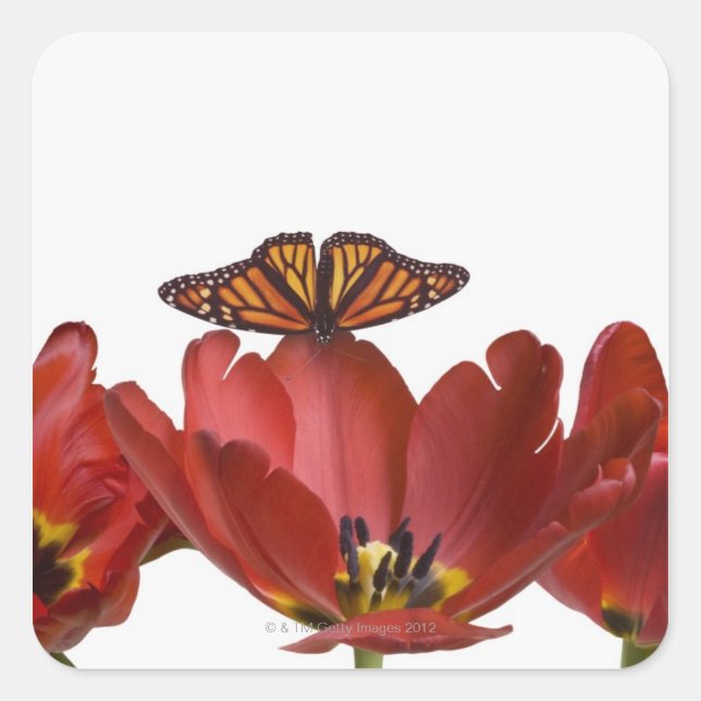 Three red tulips and a monarch butterfly against square sticker (Front)