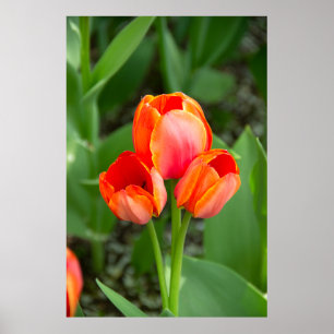 Three red tulips Photo Poster