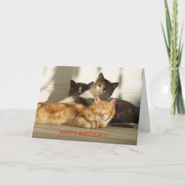 Three Relaxing Cats, Birthday Card (Front)