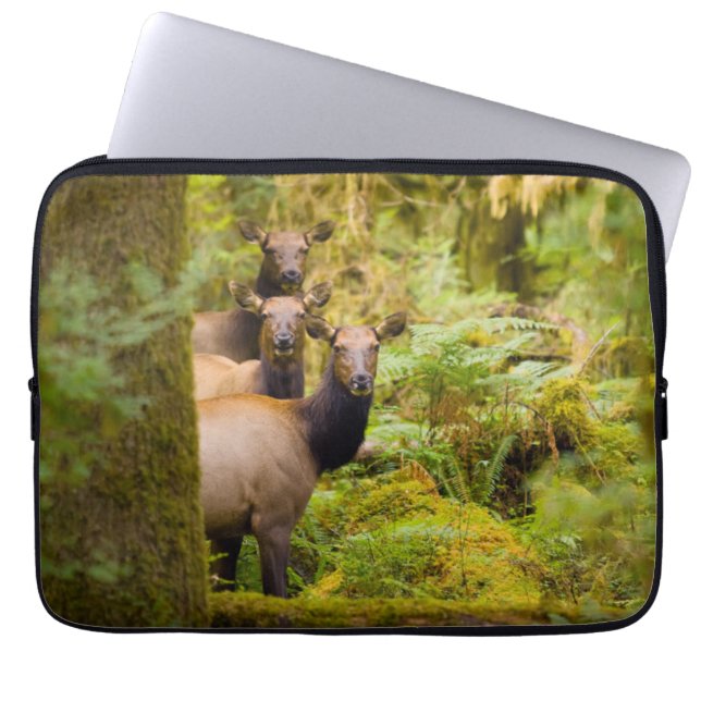 Three Roosevelt Elk Cows Looking At View Laptop Sleeve (Front)