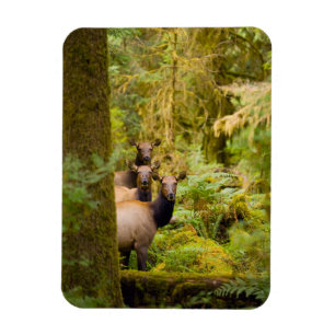 Three Roosevelt Elk Cows Looking At View Magnet