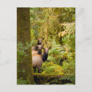 Three Roosevelt Elk Cows Looking At View Postcard