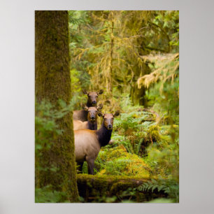 Three Roosevelt Elk Cows Looking At View Poster