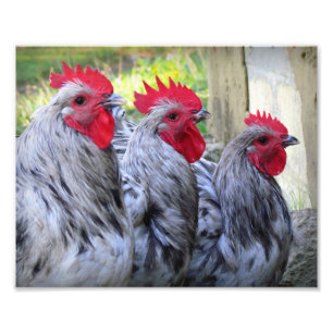 Three Roosters Photo Print