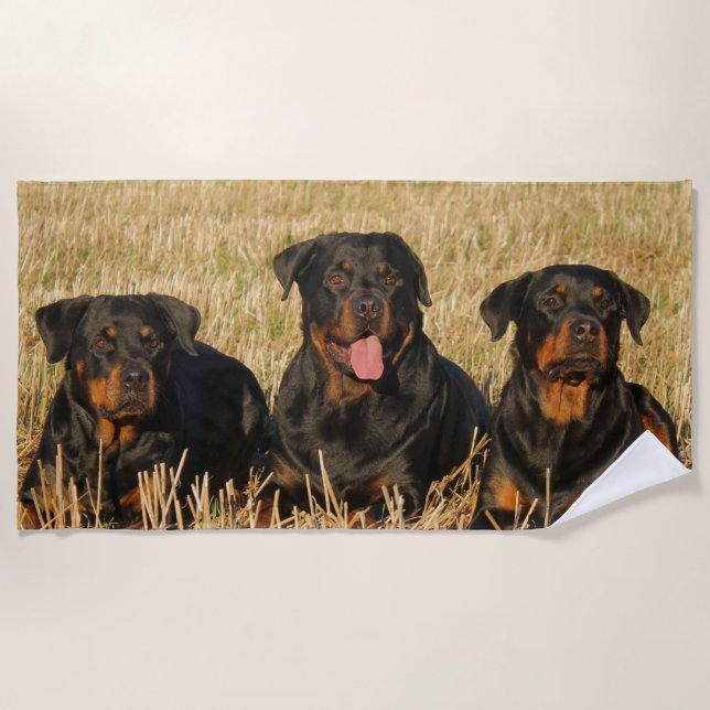 Three Rottweiler Dogs - Pack of Rotties Beach Towel (Front)