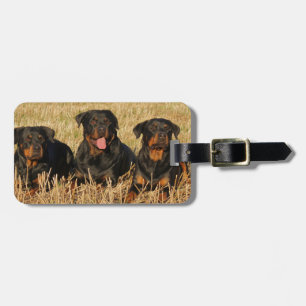 Three Rottweiler Dogs - Pack of Rotties Luggage Tag