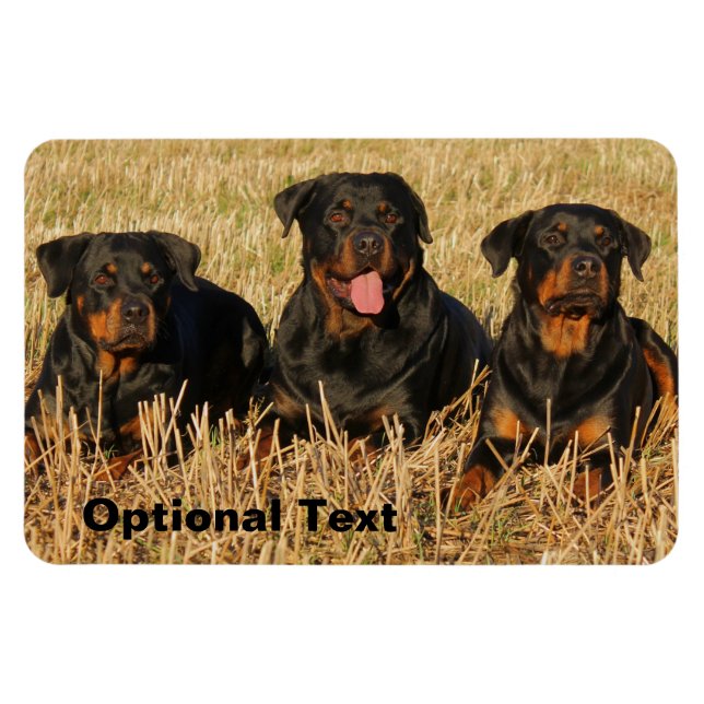 Three Rottweiler Dogs - Pack of Rotties Magnet (Horizontal)