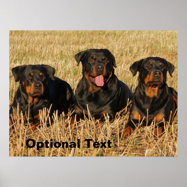 Three Rottweiler Dogs - Pack of Rotties Poster (Front)