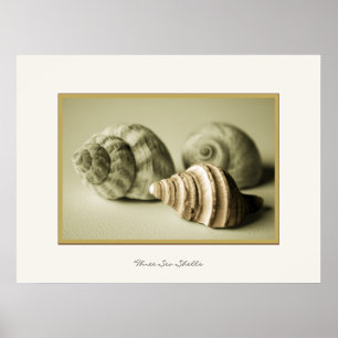 Three Sea Shells ~ Photographic Print