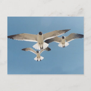 Three Seagulls Postcard