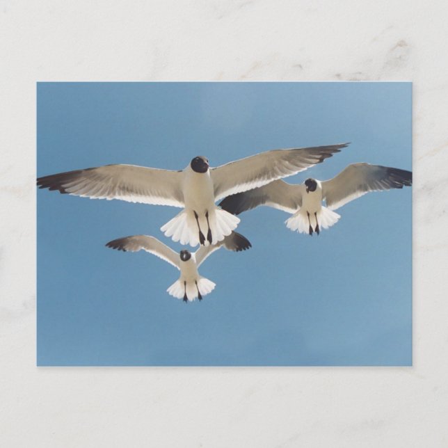 Three Seagulls Postcard (Front)