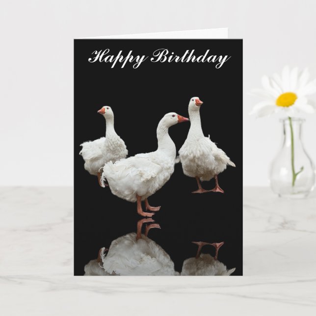 THREE SEBASTOPOL GEESE PHOTO BLACK GREETING CARD (Small Plant)