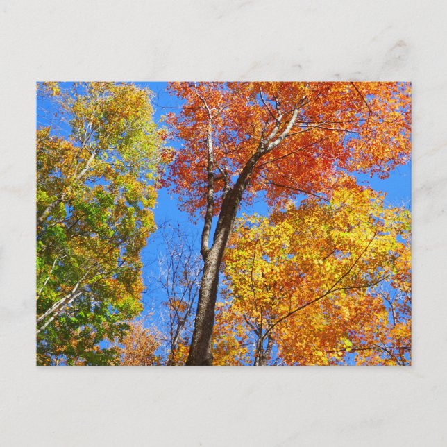 Three Shades of Colourful Fall Maple Trees Postcard (Front)