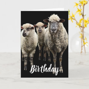 THREE SHEEP PHOTO ON BLACK BIRTHDAY GREETING CARD