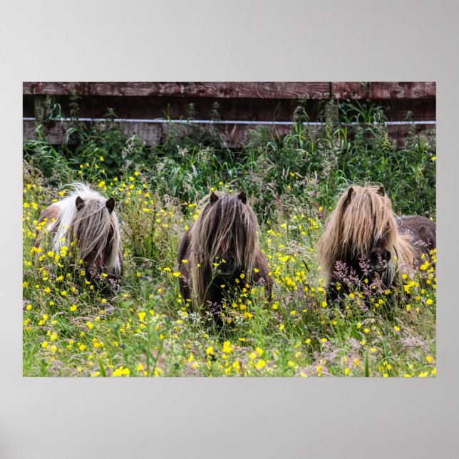 Three Shetland pony stallions in a field Poster (Front)