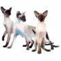 Three Siamese Cats Large Tote Bag - 18.45 Three Siamese Cats Large Tote Bag