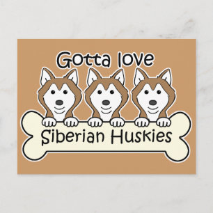 Three Siberian Huskies Postcard