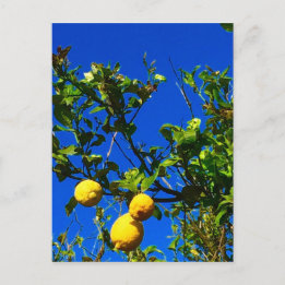 Three Sicilian Lemons Postcard