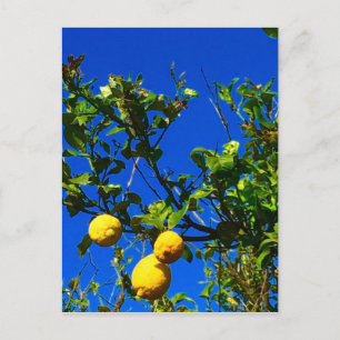 Three Sicilian Lemons Postcard