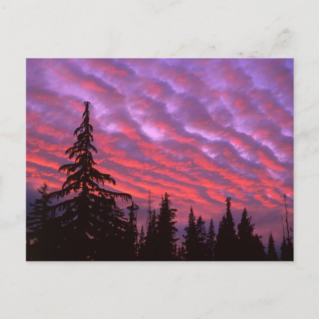Three Sisters Wilderness, Oregon Postcard (Front)