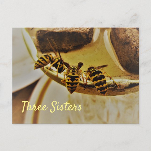 Three Sisters Yellowjacket Wasps Postcard (Front)