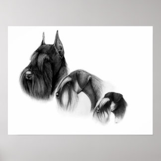 Three sizes of schnauzers POSTER