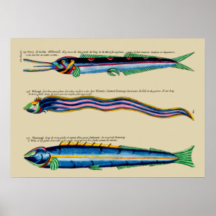 Three Skinny Fish on Any Background Poster