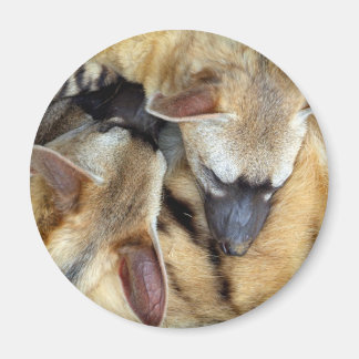 Three Sleeping Aardwolves Magnet