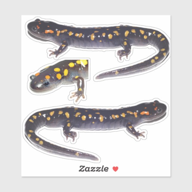 Three Spotted Salamander Vinyl Stickers (Sheet)