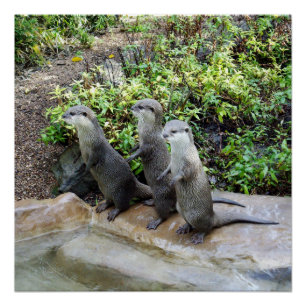 Three Standing Otters, Glossy Poster