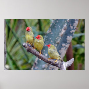 Three star finches poster