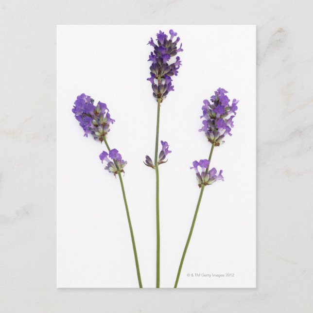 Three stems of English purple lavender flowers, Postcard (Front)