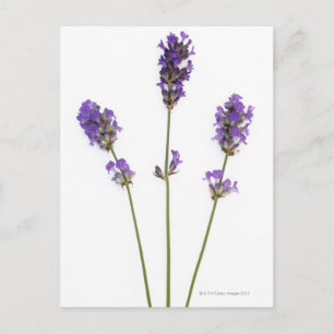 Three stems of English purple lavender flowers, Postcard
