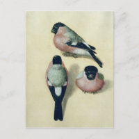 Three studies of a bullfinch