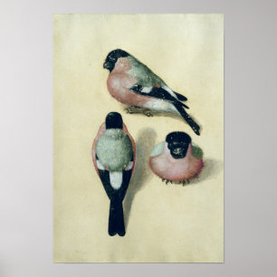 Three studies of a bullfinch poster