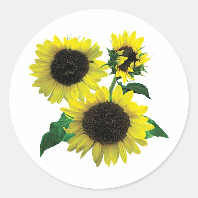 Three Sunflowers Classic Round Sticker (Front)