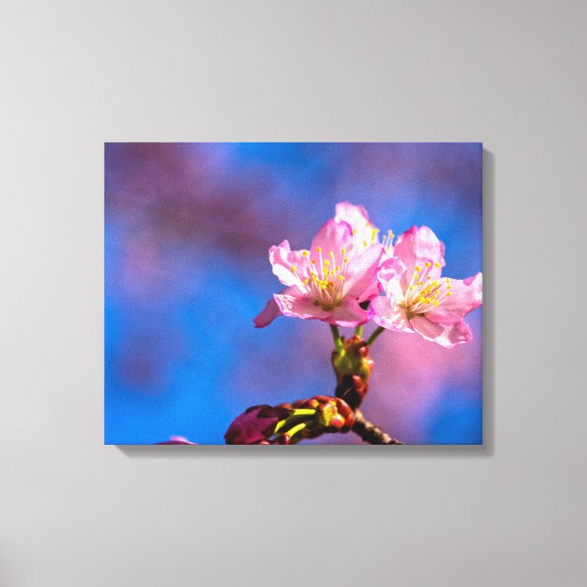 Three Sunlit Sakura Flowers On A Sunny Spring Day Canvas Print (Front)