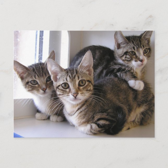 Three Tabby Kittens Postcard (Front)