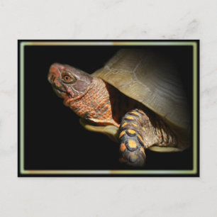 Three-toed Box Turtle Postcard. Postcard